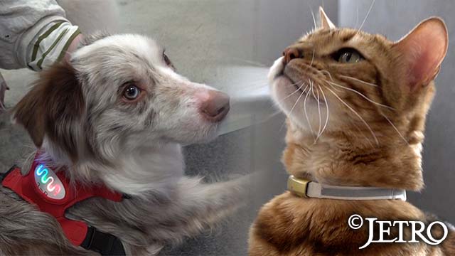 猫・犬のヘルスケア市場に商機 ‐ペットの健康が人生も変える